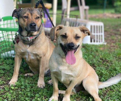 Taking Care Of Our Furry Friends